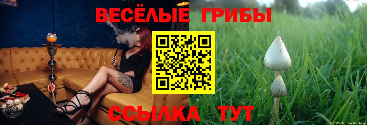 Псилоцибиновые грибы мицелий Аксай